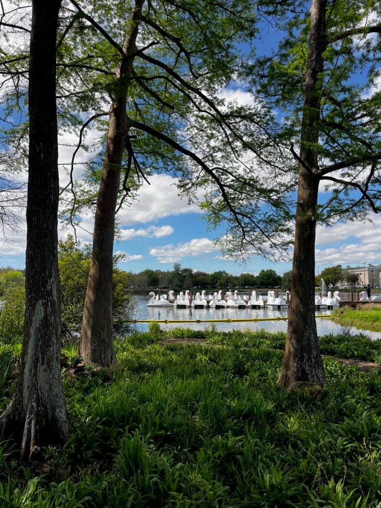 Shaded trees overlooking the water and swan boats